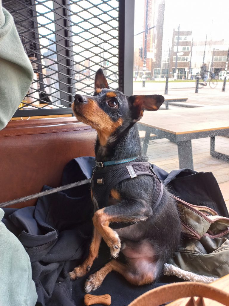 dog-friendly ramen restaurant in Rotterdam