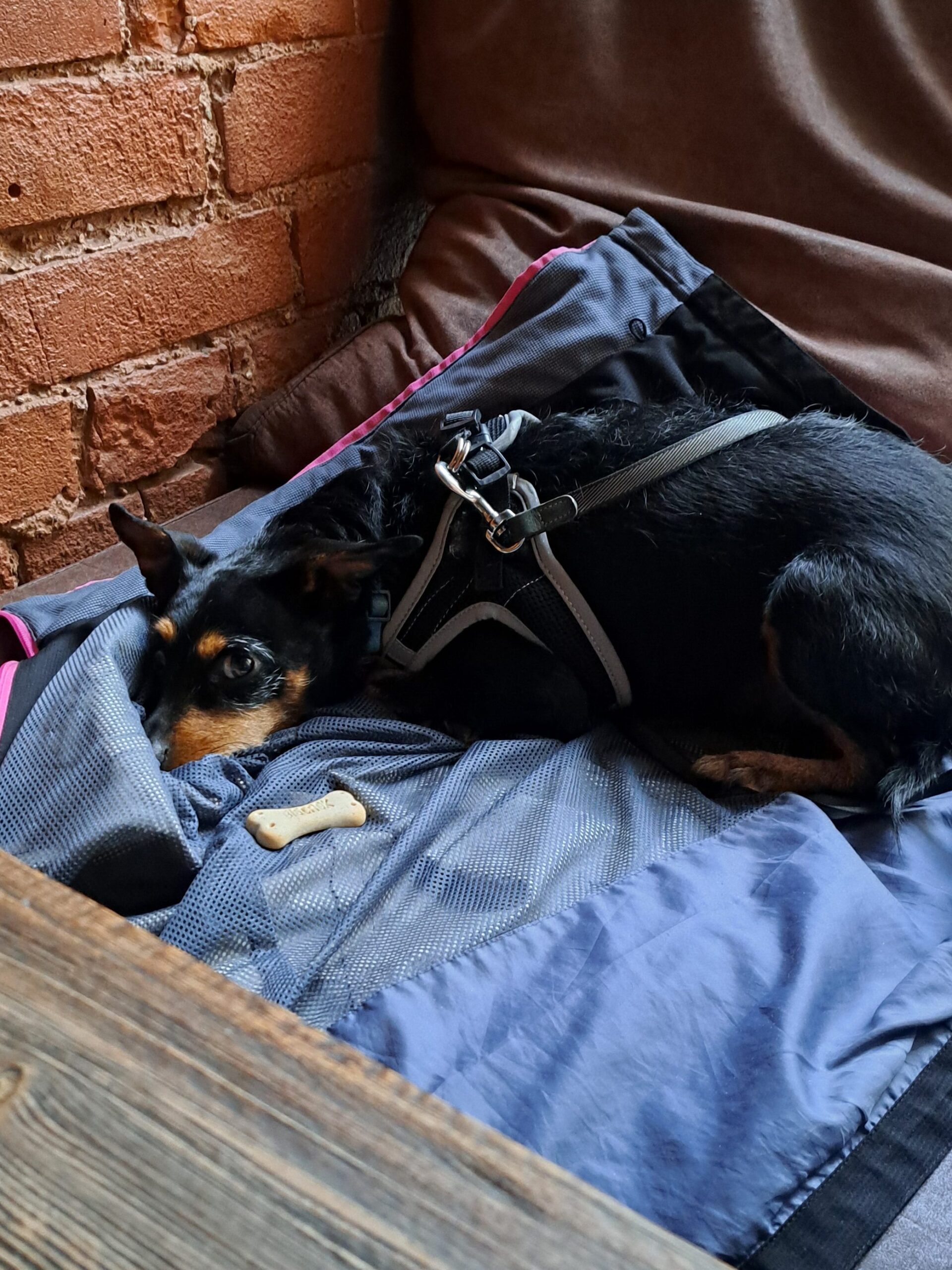 dog friendly gastropubs Talinn