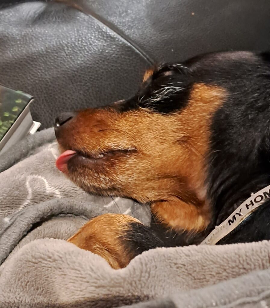 dog-friendly tampere