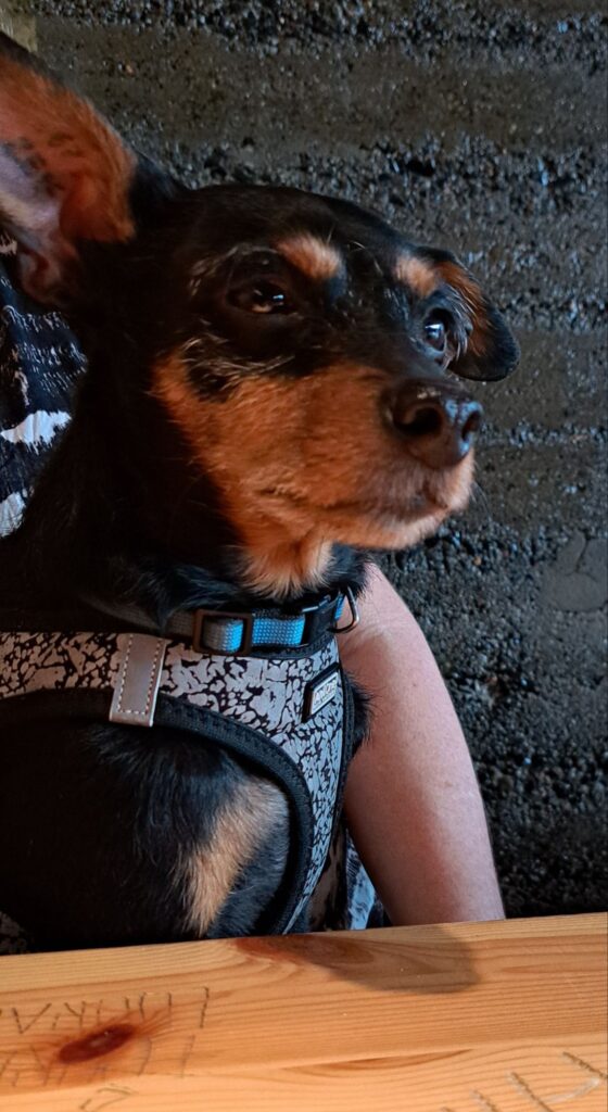 dog-friendly restaurants tampere
