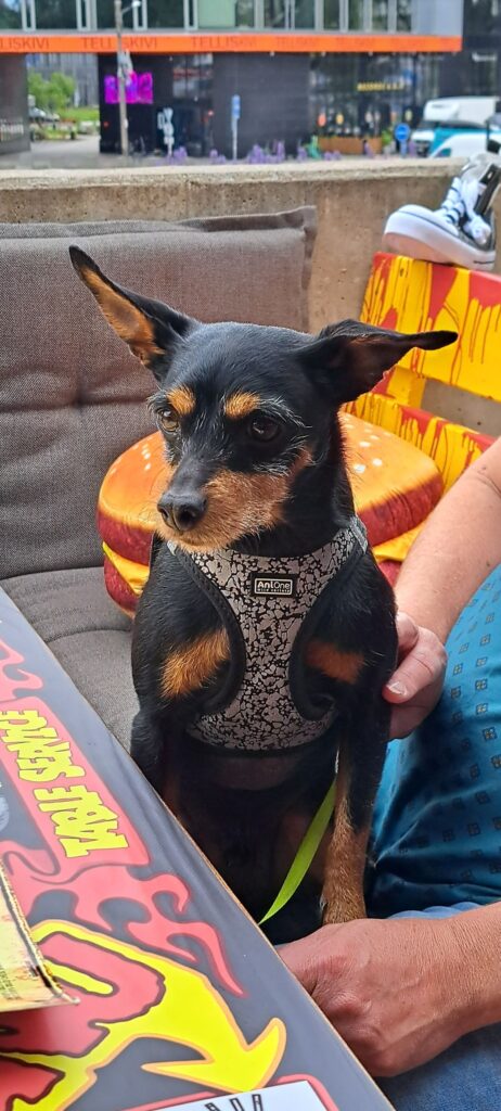 dog-friendly restaurants Tallinn