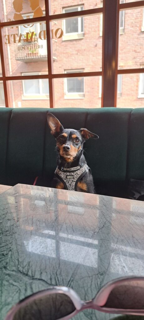 dog-friendly Tampere