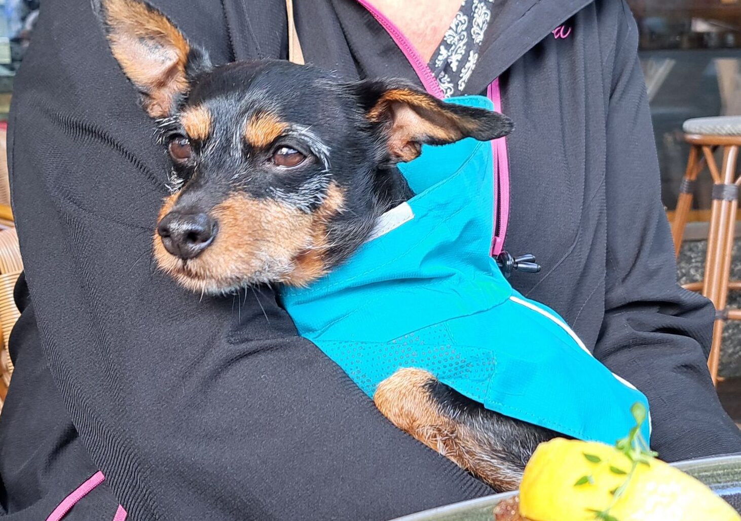 Dog-friendly Tampere